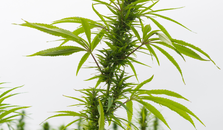 cultivo indoor cultivo oudoor