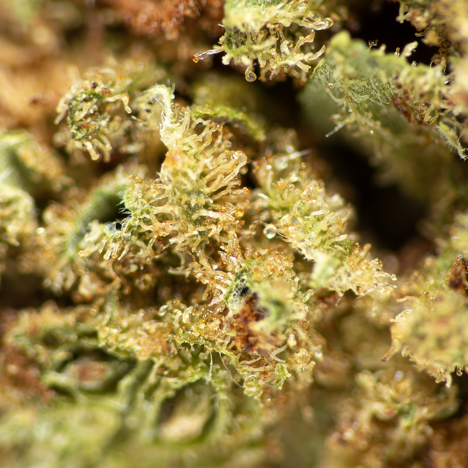 Tienda CBD Getafe