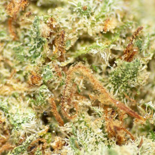Tienda CBD Cuenca