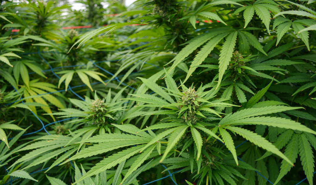 Flores de CBD