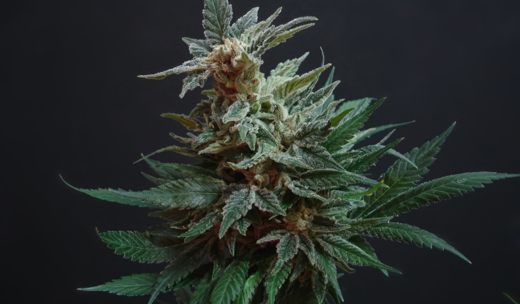Flores de CBD